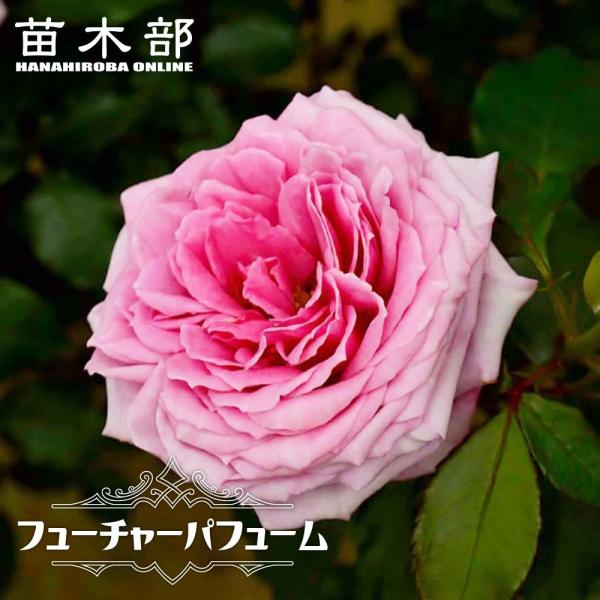 四季咲きバラ苗 フューチャーパフューム 2年生大苗 6号ポット