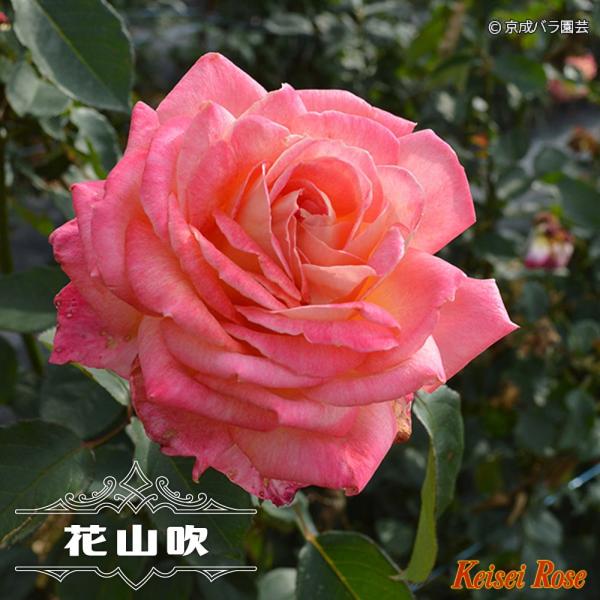 44 割引超美品 香り薔薇 フリージア 強香 強健 四季咲き 薔薇苗 挿し木苗 その他 フラワー ガーデン Solcaloja Med Ec