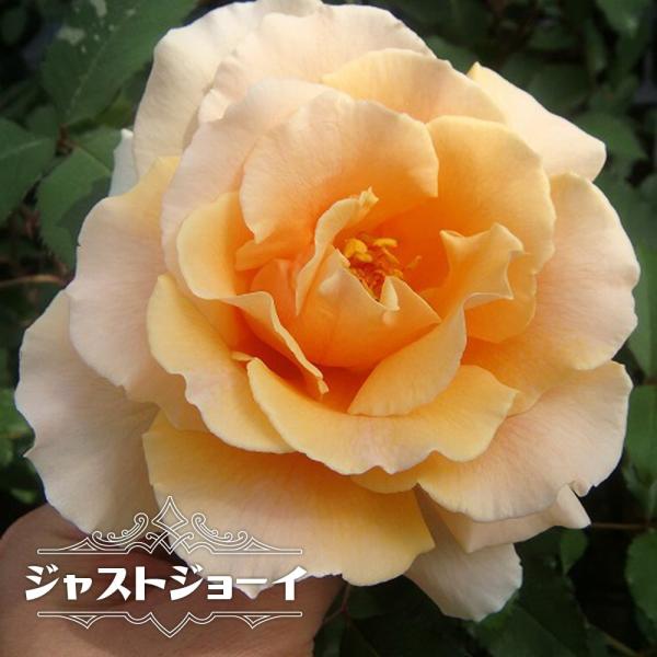 四季咲き 強香 バラ 苗の人気商品 通販 価格比較 価格 Com