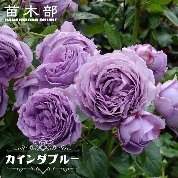 四季咲きバラ苗 カインダブルー 2年生大苗 爆買いweek