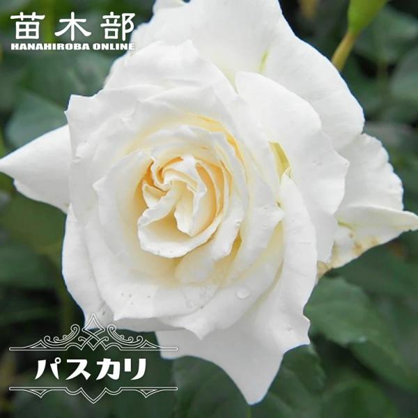 hanahirobaonline_rose-ht-pasukari