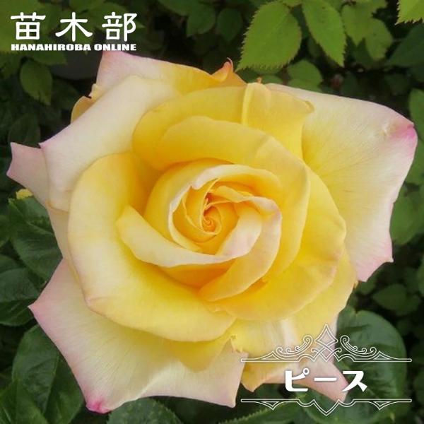 四季咲きバラ苗 ピース 2年生大苗 6号ポット 予約販売12月〜翌年1月頃入荷予定