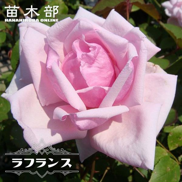 hanahirobaonline_rose-ht-rafuransu