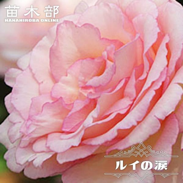 四季咲きバラ ルイの涙 2年生大苗 予約販売12月〜翌年1月頃入荷予定