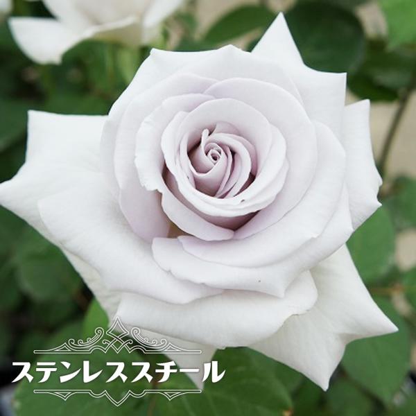 苗 バラ苗 紫の人気商品 通販 価格比較 価格 Com