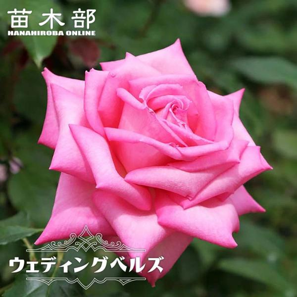 薔薇姫　子株β ※限定2株　検）cj ハイブリッド特選株 hanahirobaonline_rose-ht-