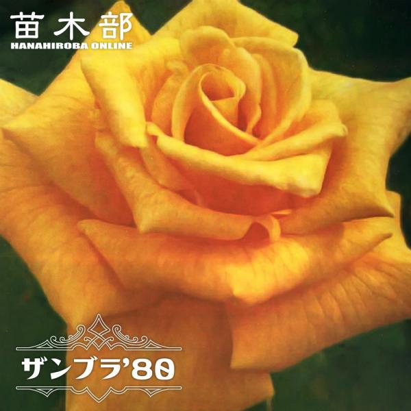 hanahirobaonline_rose-ht-