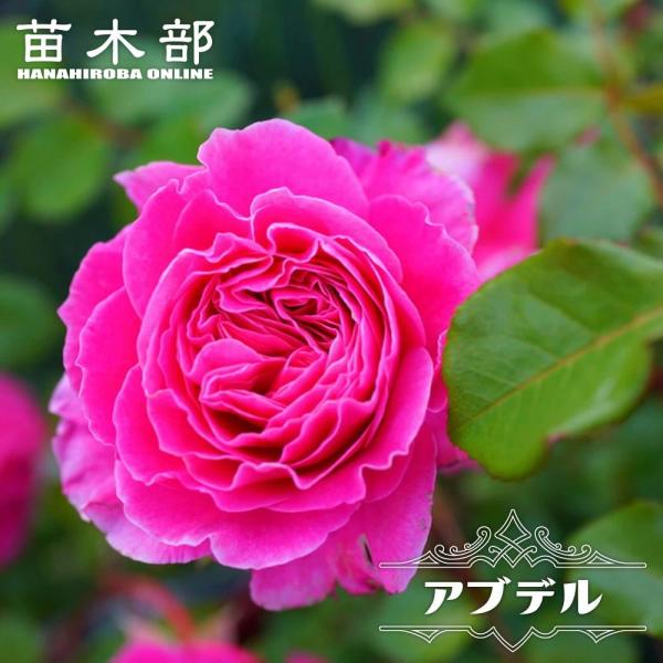 hanahirobaonline_rose-hvn-abder