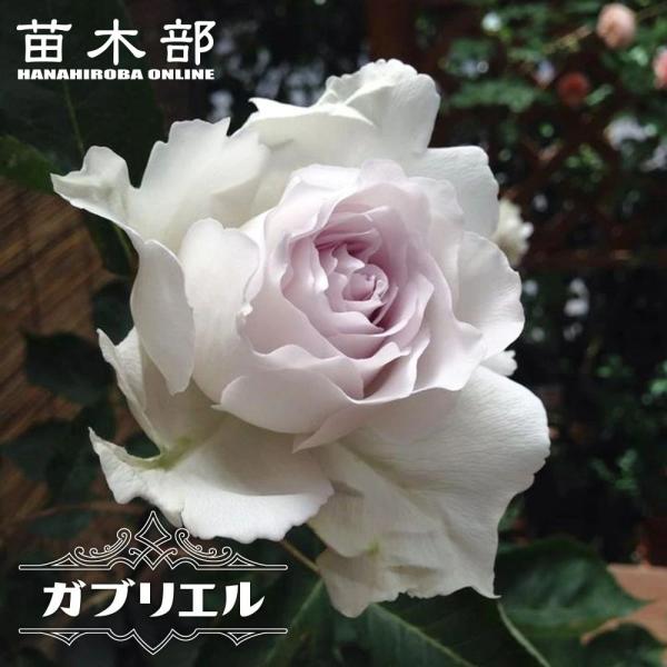 ✿バラ　ガブリエル大苗✿ hanahirobaonline_rose-hvn-gabriel