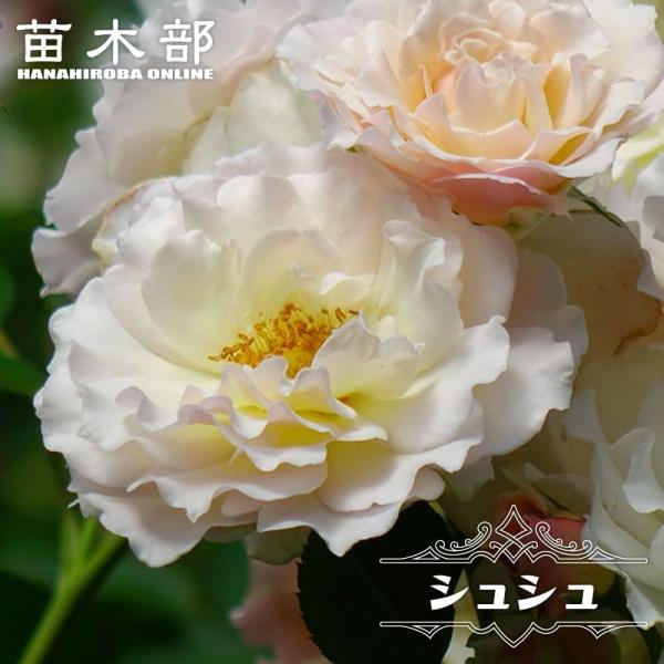 hanahirobaonline_rose-hvn-shushu-2