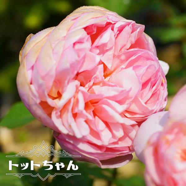 バラ苗 トットちゃん （大輪） （河本バラ園) 大苗 6号ポット 四季咲き