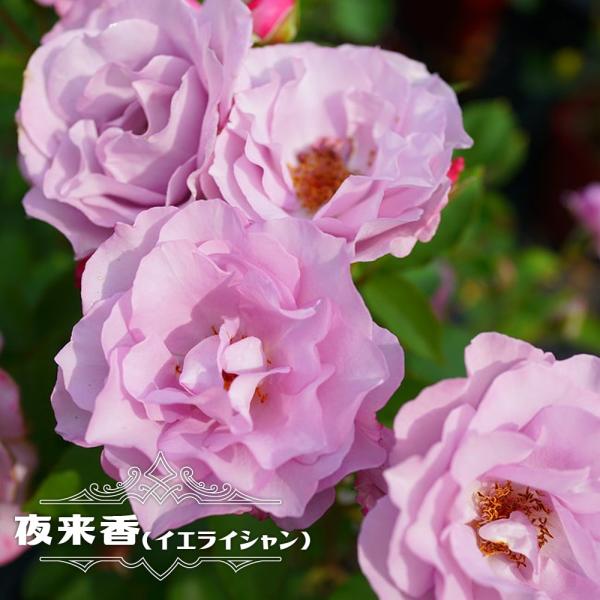 薔薇　イエライシャン　夜来香　バラ　小苗　② hanahirobaonline_rose-ieryshian02