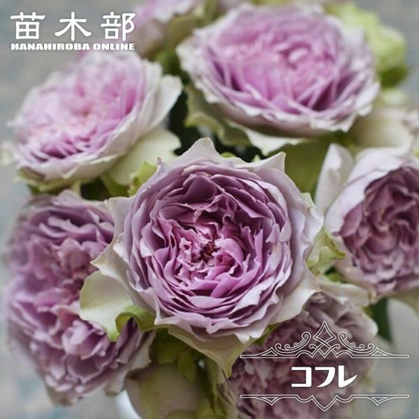 HARU　エキスパローコフレ×2 コフレ | モロゾフのバレンタイン2025 - 楽天市場