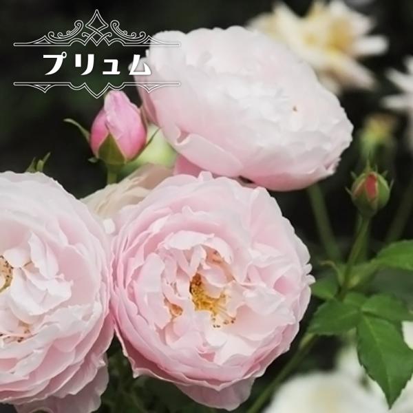 hanahirobaonline_rose-kawa-plume