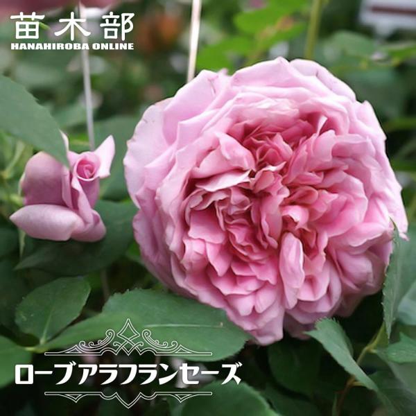【1.29癌腫無し　即購入可能】【ローブアラフランゼーズ】　バラ　苗 ro-buaran725-2.jpg 落葉樹
