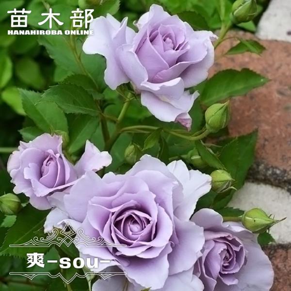hanahirobaonline_rose-kawa-sou
