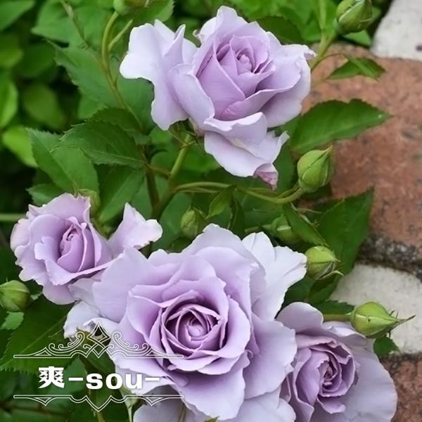 hanahirobaonline_rose-kawa-sou01