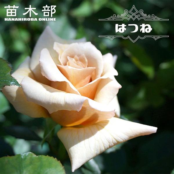 hanahirobaonline_rose-kawamoto