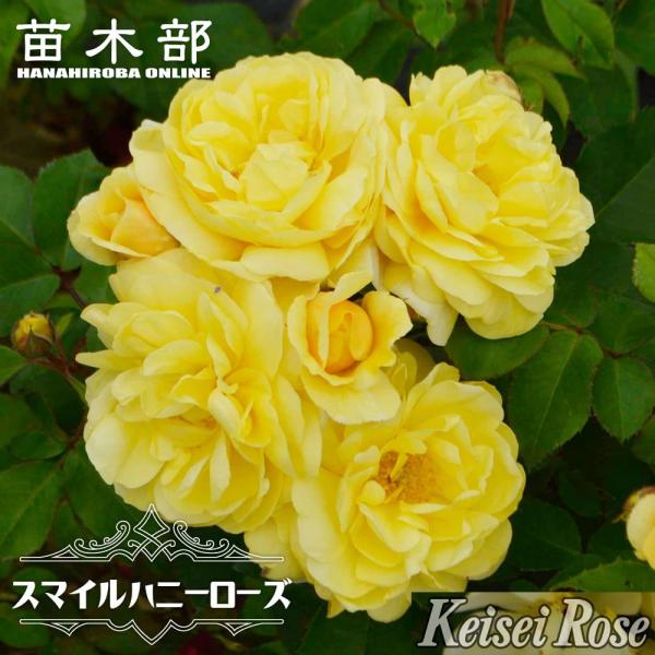 hanahirobaonline_rose-kei-fl121-02