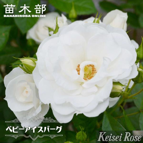 hanahirobaonline_rose-kei-fl122-02