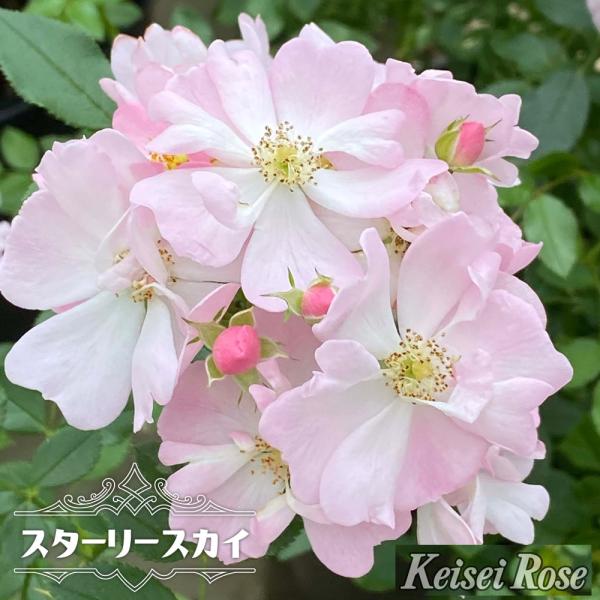 hanahirobaonline_rose-kei-sh005-02