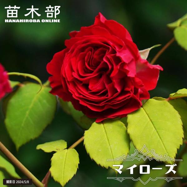 hanahirobaonline_rose-mairo-zu