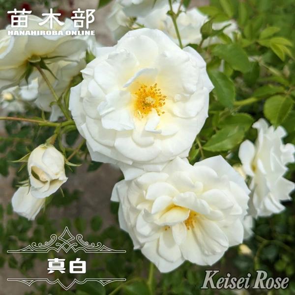 hanahirobaonline_rose-mashiro-02