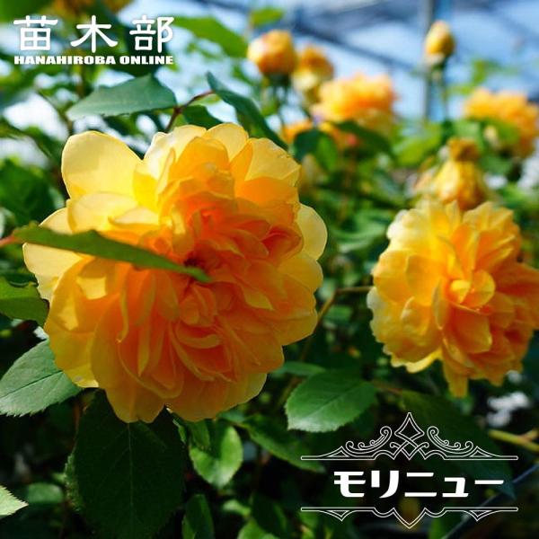 hanahirobaonline_rose-morinyu-02
