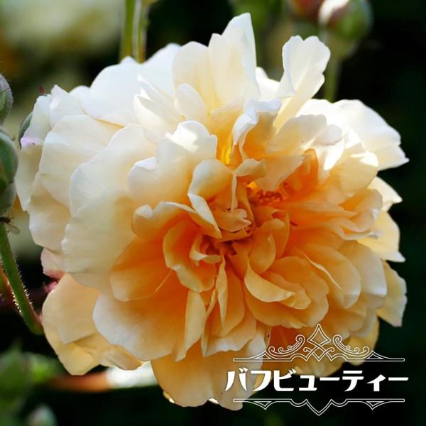 バラ苗、四季咲き、人気バラ．3年目 hanahirobaonline_rose-old-