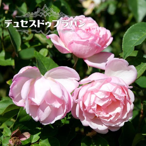 hanahirobaonline_rose-old-
