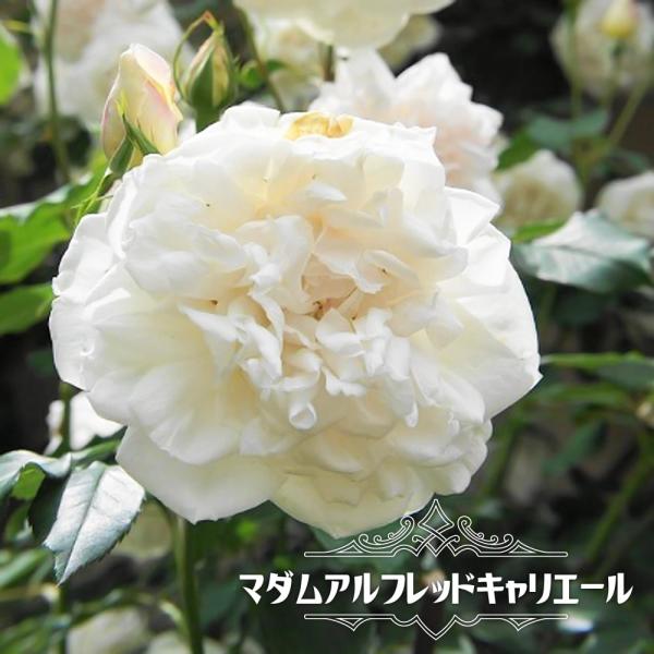 バラ苗 マダムアルフレッドキャリエール オールドローズ 国産苗 大苗 6号ポット 四季咲き 白色 強健 バラ 苗 予約販売12 翌1月頃入荷予定 Rose Old Madamuarufureddo2 苗木部 花ひろばオンライン 通販 Yahoo ショッピング