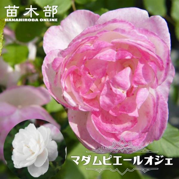 【バラ大苗】マダム ピエール オジェ hanahirobaonline_rose-old-