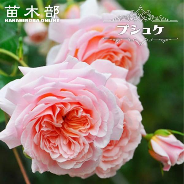 四季咲き　　バラ 　　 18株 四季咲きバラ苗 プシュケ 2年生大苗 6号ポット 登録品種・品種登録