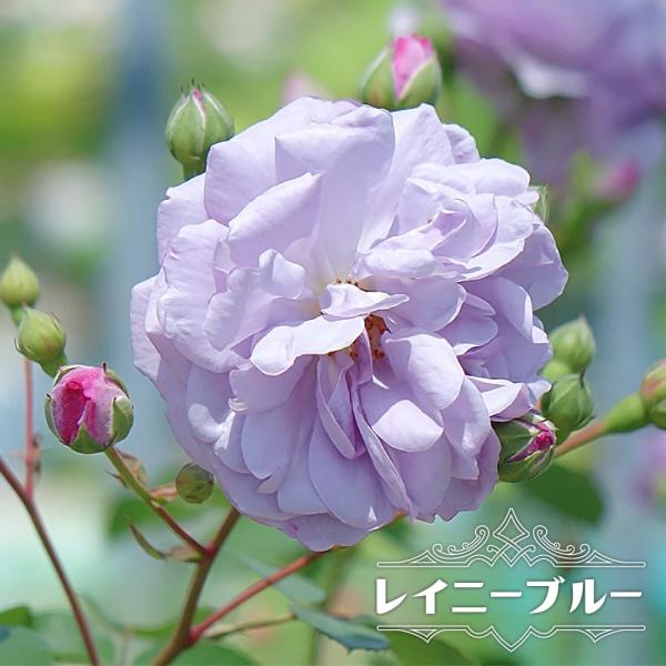 四季咲き半つるバラ レイニーブルー 長尺苗 予約販売9〜10月頃発送予定。