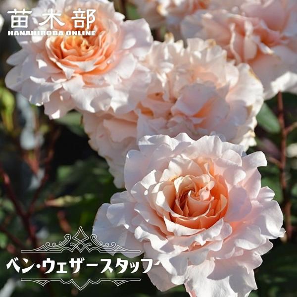 四季咲きバラ苗 ベンウェザースタッフ 2年生大苗 登録品種・品種登録