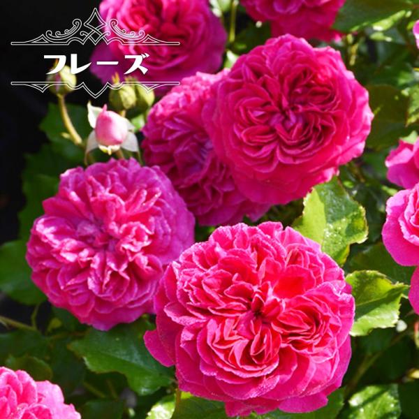 hanahirobaonline_rose-rosa032-02