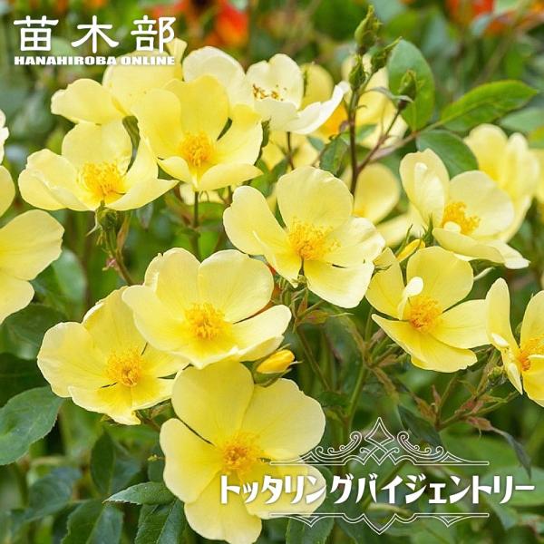 hanahirobaonline_rose-