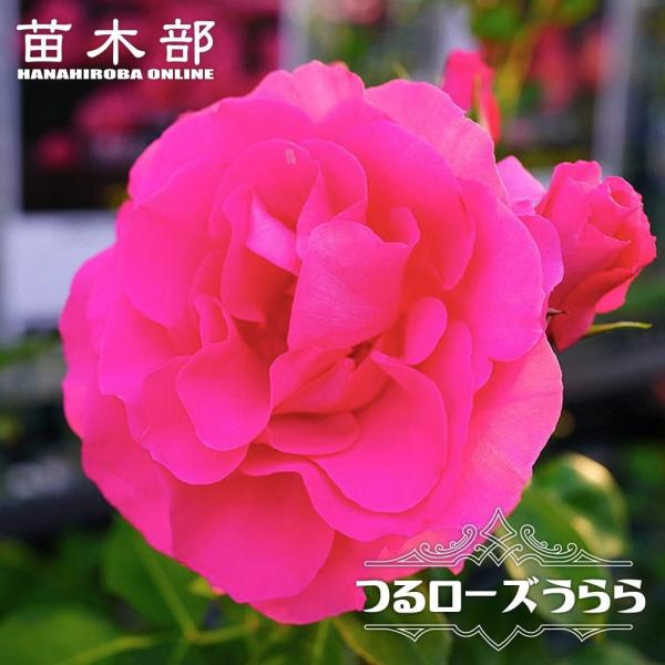 hanahirobaonline_rose-turuurara02