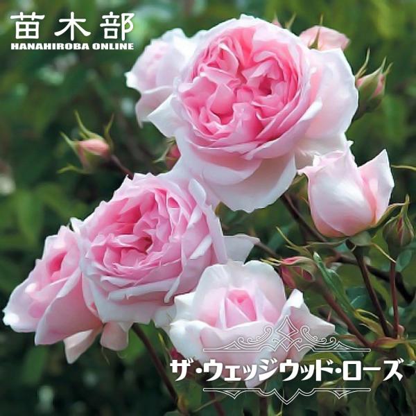 hanahirobaonline_rose-wezzirose02