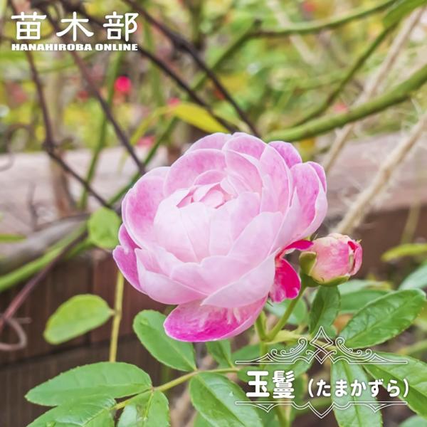 hanahirobaonline_rose-zen014-02