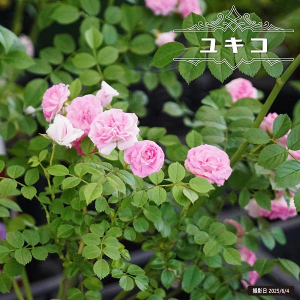 hanahirobaonline_rose-zen016-02