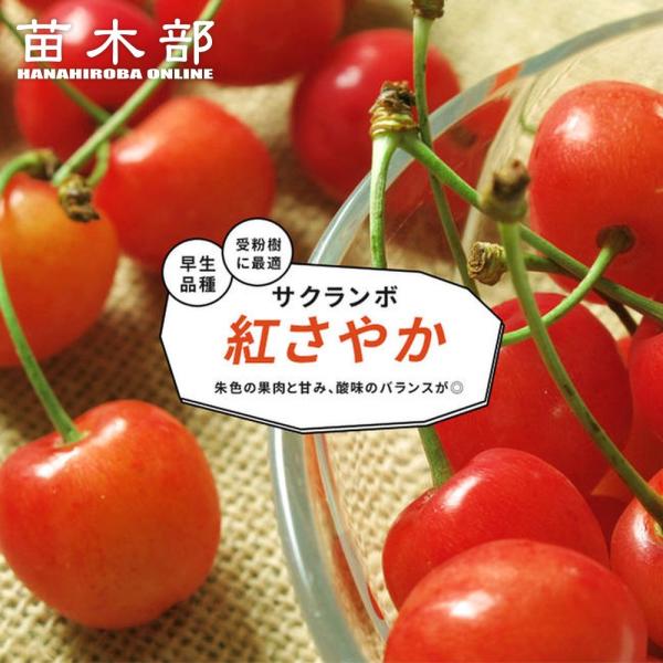 hanahirobaonline_sakuranbo-