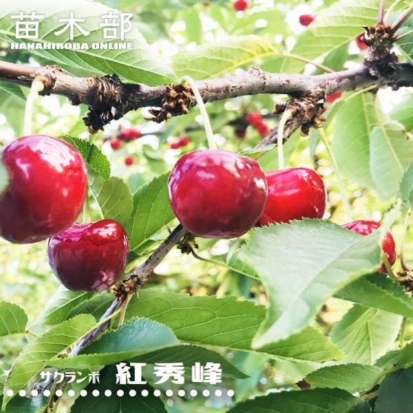 さくらんぼの木 紅秀峰 3年生接木1m大苗 産地で剪定済 1.0m苗 : 苗木部
