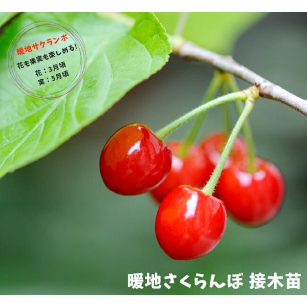 Keep品　いっぱい実付き❤️　サクランボ　暖地桜桃　苗木　苗　② サクランボ(桜桃) 暖地さくらんぼの地中ポット苗 - 果樹苗・大苗・苗木