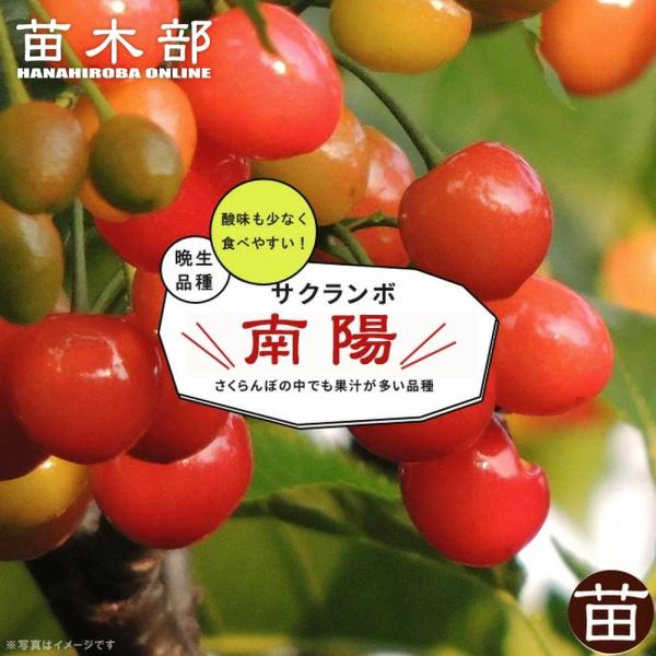①*:ஐ 1本で実がなる*:ஐ接木・さくらんぼ・苗木【桜桃・紅きらり】4号 □優良2年生大苗□ さくらんぼ 苗木 【紅きらり ［登録品種］】 2年生