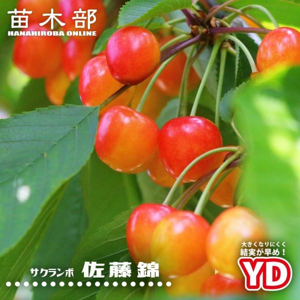 hanahirobaonline_sakuranbo-yd-