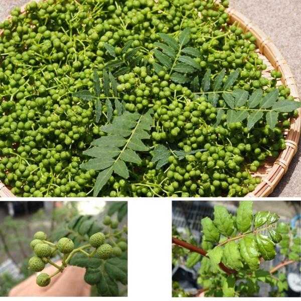 山椒 苗 トゲなし実サンショウ 朝倉山椒 根腐れ抵抗性台木使用 1年生 特等 接ぎ木 苗 Buyee Buyee 日本の通販商品 オークションの代理入札 代理購入