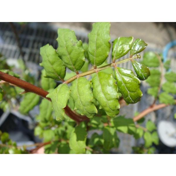 山椒 苗 トゲなし実サンショウ朝倉山椒 1年生 接ぎ木 苗 木の芽 Buyee Buyee 日本の通販商品 オークションの代理入札 代理購入