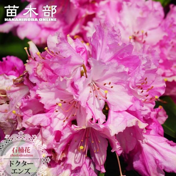 西洋シャクナゲ 石楠花 9号鉢 蕾付き 4年生