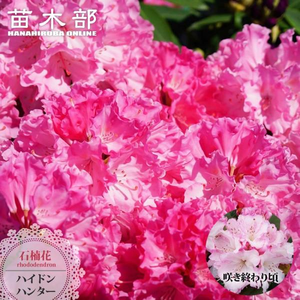 豪華♡どっしり株♡西洋シャクナゲ【ハイドンハンター】 西洋シャクナゲ ハイドンハンター、17,600円。夜は店内にとり込むので